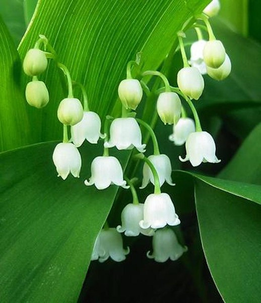 Tất cả các bộ phận của cây linh lan đều chứa chất độc, trong đó mạnh nhất là chất độc convallatoxin. Khi trúng độc, nạn nhân sẽ có triệu chứng nhức đầu dữ dội, buồn nôn, nôn mửa, nhịp tim chậm đáng kể và đi tiểu quá rất nhiều.