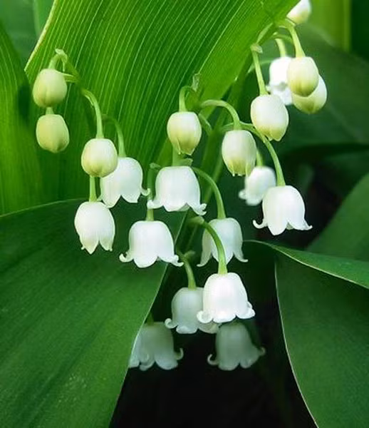 Tất cả các bộ phận của cây linh lan đều chứa chất độc, trong đó mạnh nhất là chất độc convallatoxin. Khi trúng độc, nạn nhân sẽ có triệu chứng nhức đầu dữ dội, buồn nôn, nôn mửa, nhịp tim chậm đáng kể và đi tiểu quá rất nhiều.