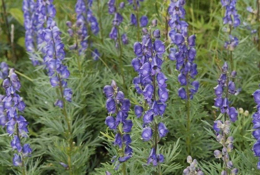 Cây phụ tử cao từ 0,6 đến 1,8 mét, có những chùm hoa màu xanh hoặc trắng ở ngọn. Tất cả các phần của cây đều chứa độc aconitine. Cả rễ và lá cây đều chứa độc tố thần kinh có thể hấp thụ qua da.