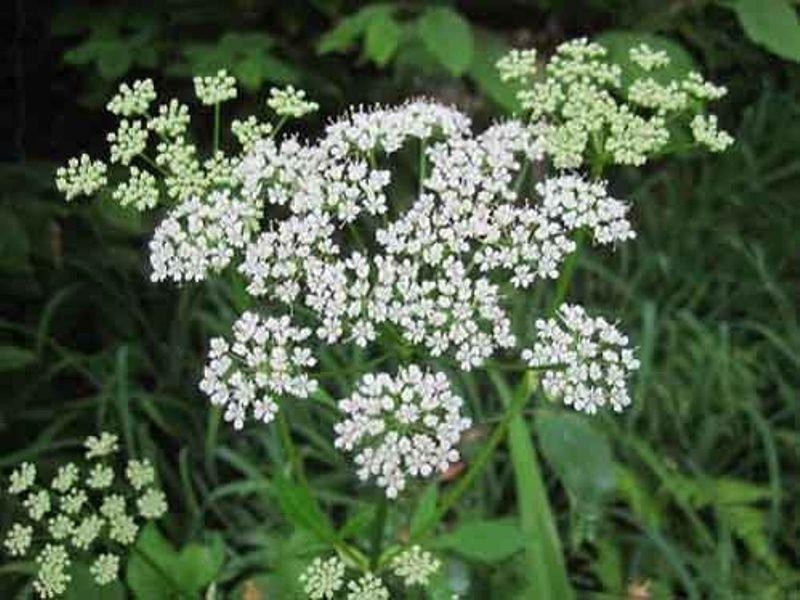 Cây độc cần nước có nguồn gốc từ Bắc Mỹ, được xem là loài cây có khả năng gây chết người trong gang tấc. Bởi vì tính độc của nó mà người ta gọi nó là cây độc cần, cây râu quỷ, cây hải ly độc.