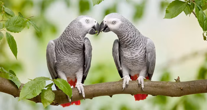 Vào năm 2019, một con vẹt tên là Griffin đã hoàn thành một loạt các thí nghiệm trong đó nó phải suy ra vị trí giấu hạt trong cốc dựa trên những chiếc cốc mà nó được cho là rỗng. Nó luôn chọn thành công chiếc cốc có hạt trừ khi các nhà nghiên cứu bắt nó đánh cược với tỷ lệ 50-50.