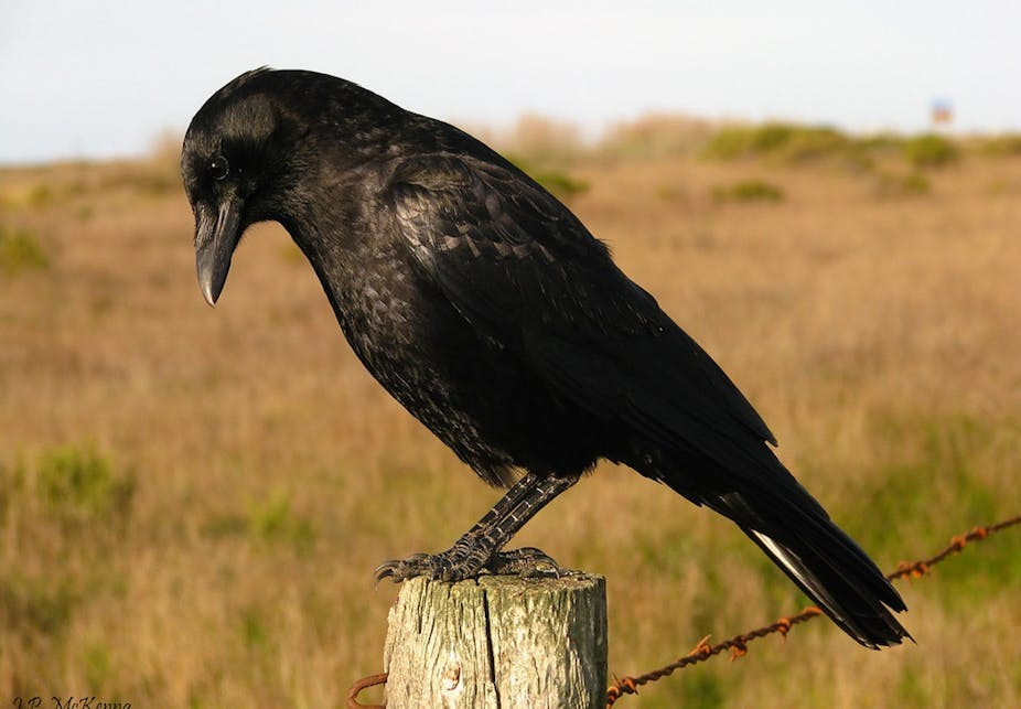 6. Quạ: Quạ là bằng chứng sống cho thấy kích thước não không quan trọng mà quan trọng là cách bạn sử dụng não. Loài động vật thông minh này học rất nhanh, bốn tháng tuổi quạ đã có thể ý thức như một số loài vượn trưởng thành. Ảnh: The Conversation