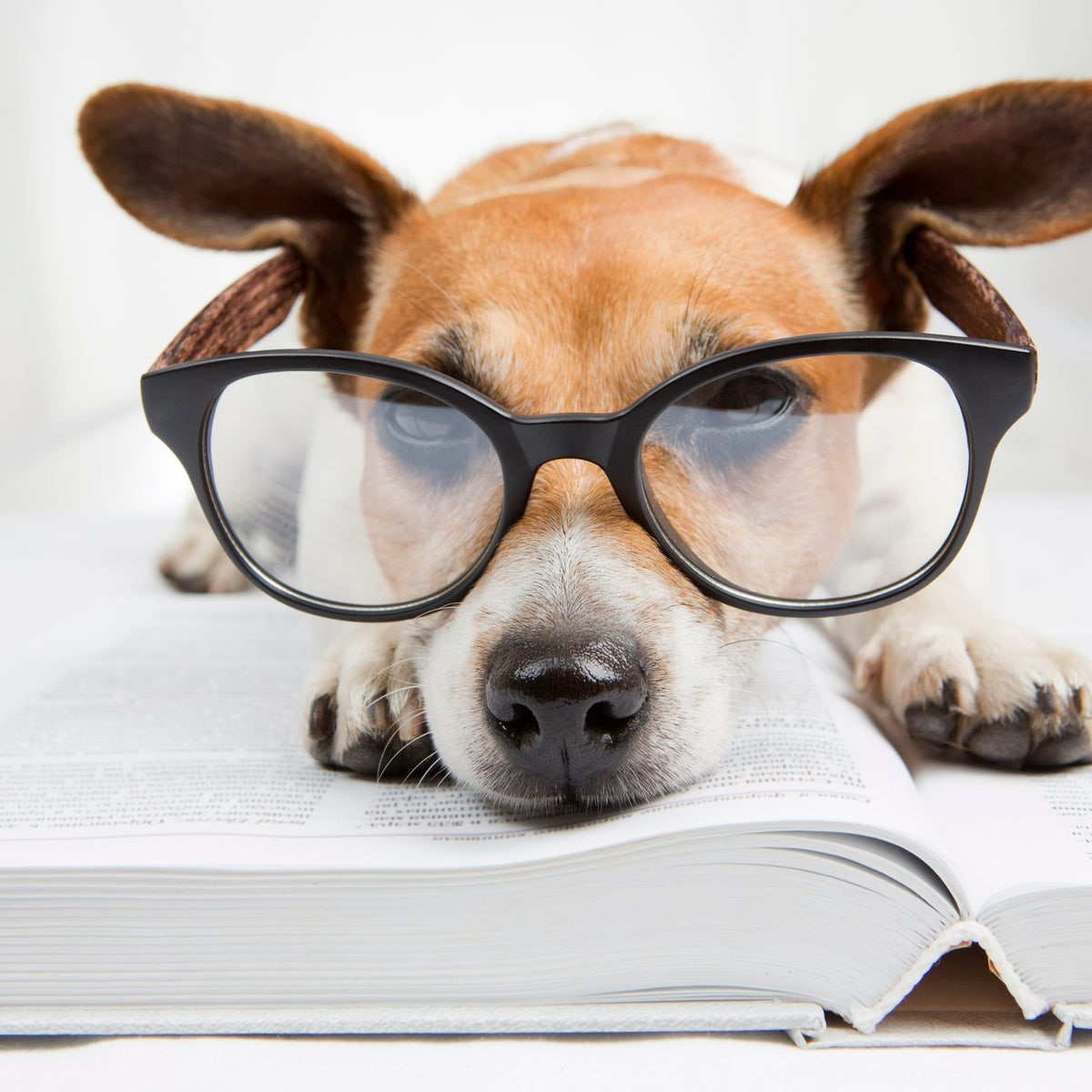 4. Chó: Các nhà nghiên cứu đã phát hiện ra vào năm 2017 rằng chó có số lượng tế bào thần kinh trong vỏ não gấp đôi mèo, điều này sẽ mang lại cho chúng lợi thế về nhận thức, dễ huấn luyện hơn. Ảnh: www.debomon.com