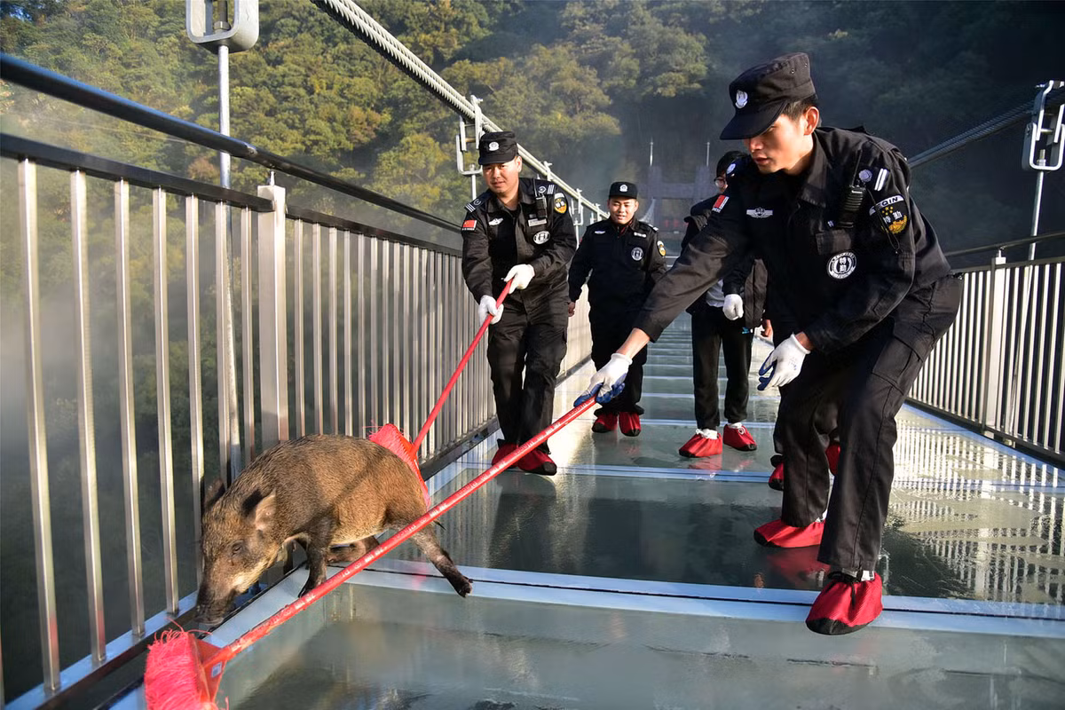 Nhân viên an ninh tại cầu kính ở Thanh Viễn, Quảng Đông, Trung Quốc đang cố gắng để đuổi một chú lợn rừng khỏi cây cầu này mà không làm cho nó... rơi xuống vực. Ảnh chụp hôm 29/11. Nguồn ảnh: Theatlantics.