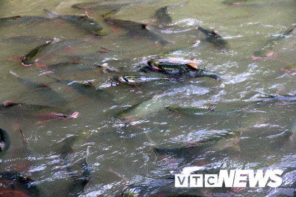 Loài "cá thần" ở hang chui ra ăn.