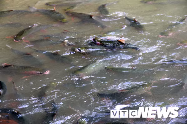 Loài "cá thần" ở hang chui ra ăn.