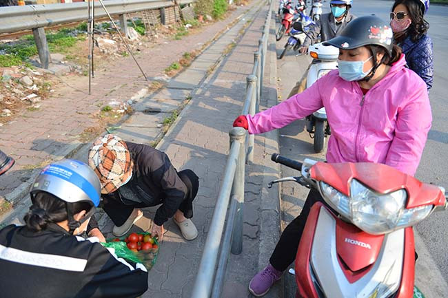 Cà chua được người nông dân Hải Dương cẩn thận chọn lựa loại bỏ quả kém chất lượng trước khi đưa lên Hà Nội. 