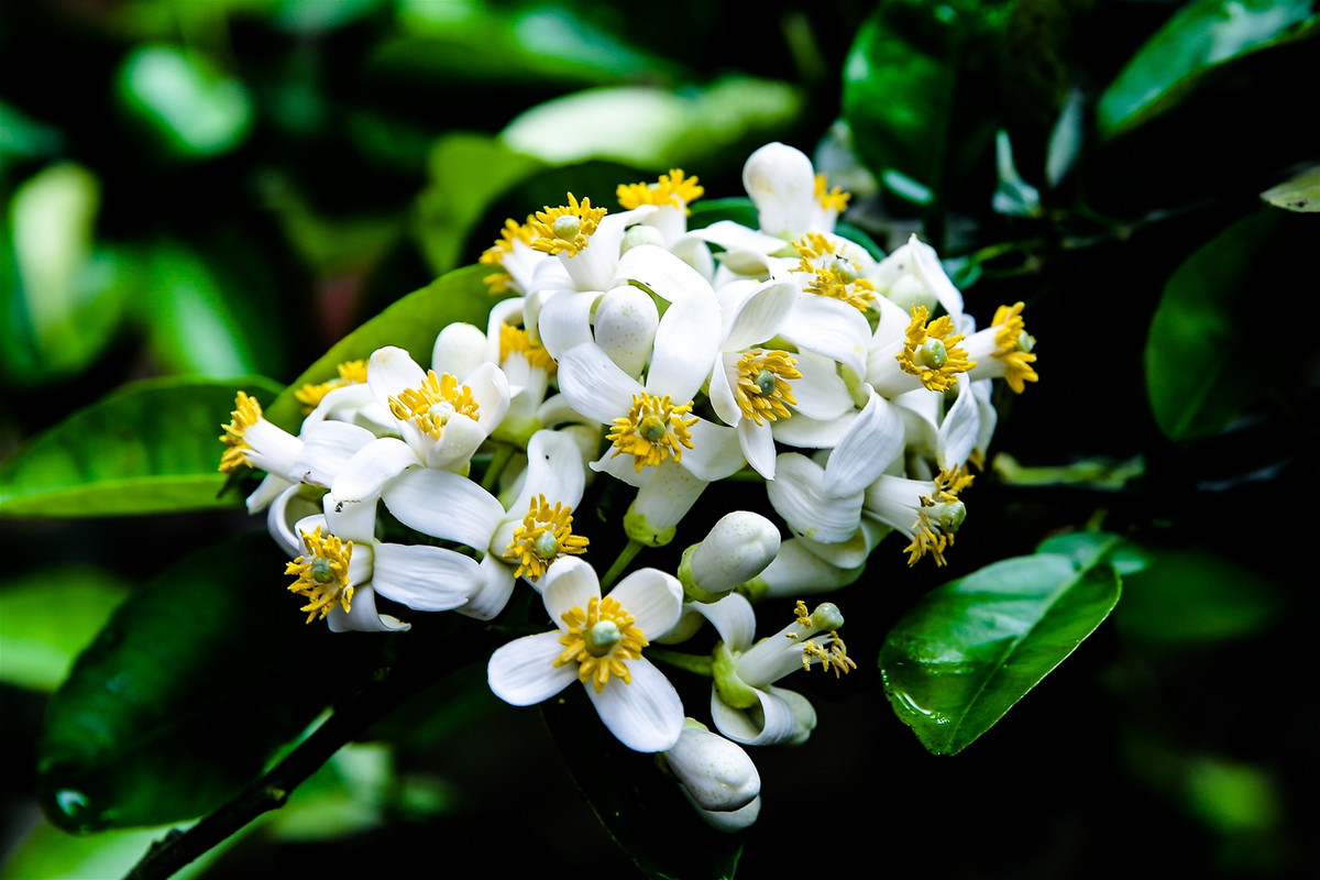 Tác dụng làm đẹp: Hoa bưởi và hoa sen mỗi thứ 10g chưng với trà uống có thể khai tâm tỉnh tỳ. Hoa bưởi 12g chưng với trà uống giúp tiêu khí trệ, trị ngáp vặt; bưởi và bạch cấp mỗi thứ 10g chưng với trà uống có thể làm đẹp.