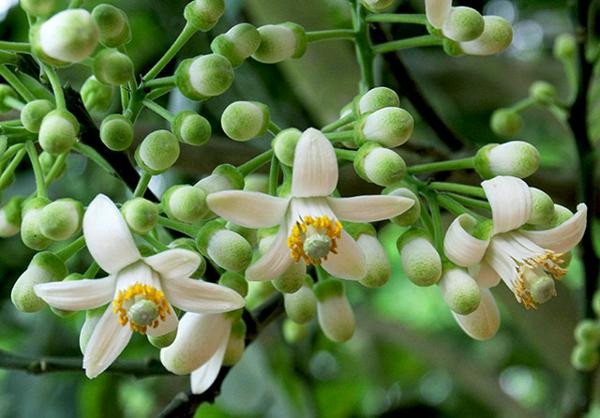 Tác dụng giải cảm: Dùng lá hoặc hoa, cùi bưởi, lá sả, lá duối, lá cúc tần mỗi lá một nắm (50 – 100g) cho vào nồi nước đun thật sôi dùng để xông trừ cảm mạo, cho ra mồ hôi và viêm đường hô hấp trên rất hiệu quả.