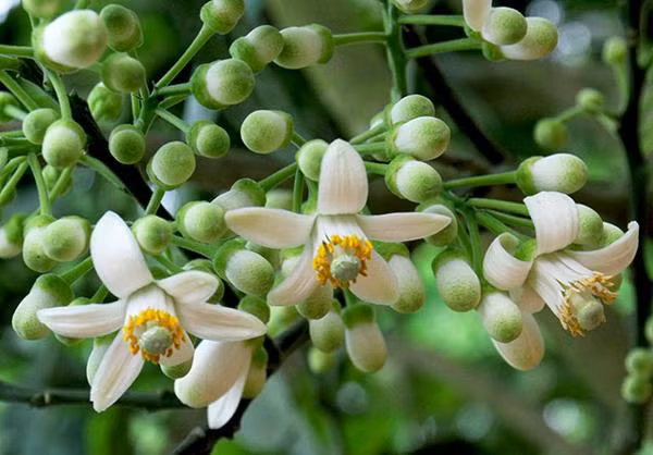 Tác dụng giải cảm: Dùng lá hoặc hoa, cùi bưởi, lá sả, lá duối, lá cúc tần mỗi lá một nắm (50 – 100g) cho vào nồi nước đun thật sôi dùng để xông trừ cảm mạo, cho ra mồ hôi và viêm đường hô hấp trên rất hiệu quả.