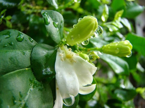 Hoa bưởi có tác dụng tích cực với hệ hô hấp, mùi hương bưởi giúp giải cảm, thư giãn, giảm stress, giúp tỉnh táo, minh mẫn.