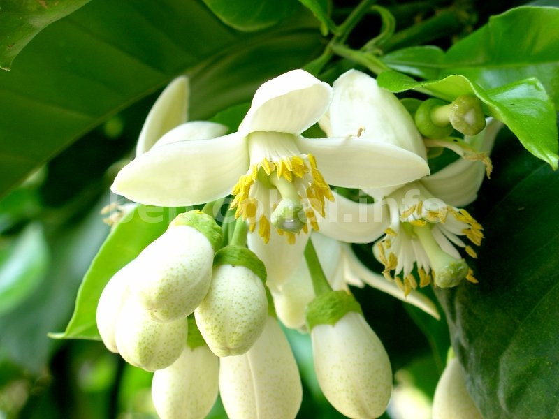 Hoa bưởi chứa hàm lượng cao flavonoid cực kỳ tốt trong việc chống oxy hóa, bảo vệ da. Xông hơi bằng hoa bưởi giúp tẩy rửa bụi bẩn và đào thải chất độc.