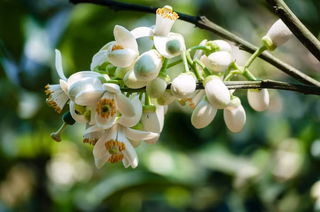 Trong hoa bưởi có chứa pectin, naringin, men tiêu hóa peroxydaza và amylaza, vitamin A và C… nên dân gian thường dùng để xông hơi, đun nước tắm, làm tinh dầu dưỡng tóc mượt mà.