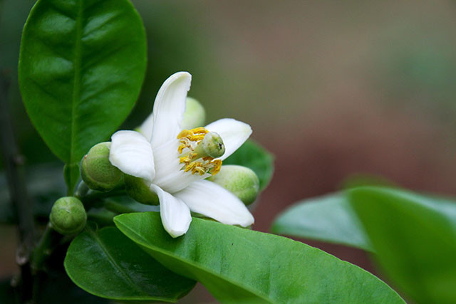 Bạn chỉ cần 2 lạng hoa bưởi, rửa sạch, rồi đun sôi với khoảng 500ml nước, hãm trong khoảng 5 phút là bắt đầu xông. Có thể thực hiện 2 lần một tuần để có một làn da tươi trẻ, sáng mịn.