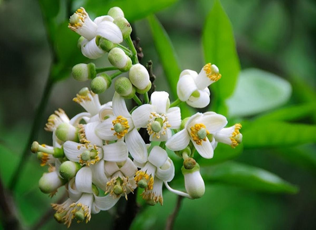 Tác dụng chữa đau dạ dày, lưu thông khí huyết: Dùng hoa bưởi 5g, đường phèn một thìa nhỏ. Đun trong 200ml nước, sau khi sôi 5 phút cho đường vào rồi đun tiếp. Lấy nước đó dùng như uống trà hàng ngày.