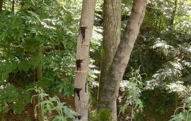 Giống cây bị đồn là “sát thủ”,lại mang lợi ích khổng lồ Giong cay bi don la “sat thu”,lai mang loi ich khong lo