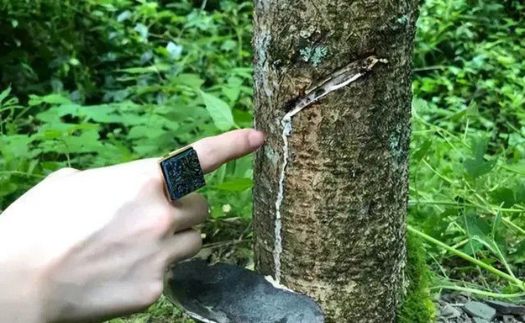 Giống cây bị đồn là “sát thủ”,lại mang lợi ích khổng lồ - Hình 3 Giong cay bi don la “sat thu”,lai mang loi ich khong lo-Hinh-3