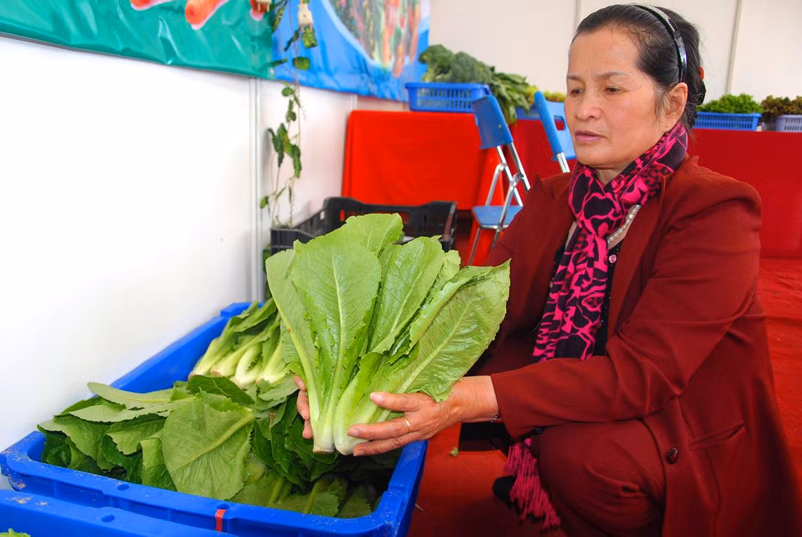 Rau sach Da Lat len ngoi thanh nhung mon qua Tet an toan-Hinh-5