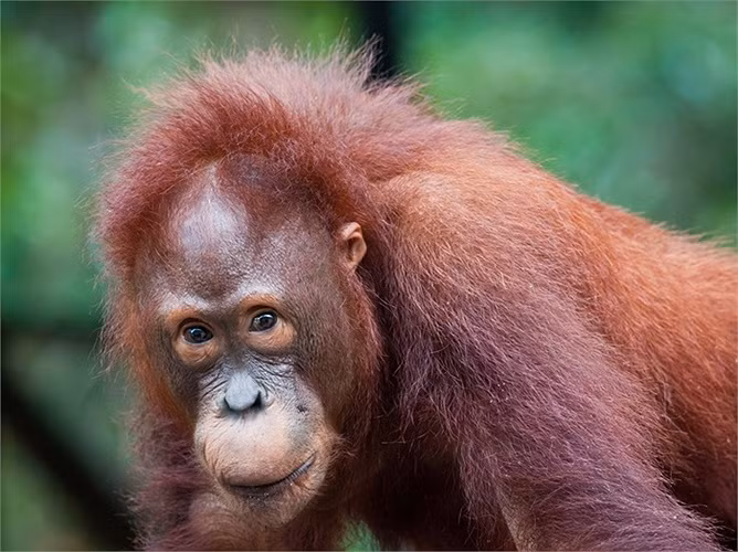 Công viên quốc gia Tanjung Puting ở Kalimantan phục vụ du khách như một trung tâm phục hồi chức năng cho loài đười ươi.