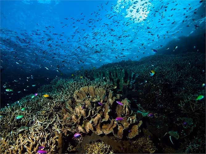 Hiện có hơn 300 loại san hô và 3.000 loài cá khác nhau tạo ra một thế giới thần tiên dưới mặt nước cho các du khách thích bơi lặn khi đến với Indonesia.