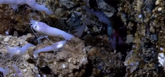 Tôm mù trắng sống trong miệng núi lửa biển sâu 450 ℃ - Hình 4 Tom mu trang song trong mieng nui lua bien sau 450 ℃-Hinh-4