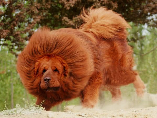 Theo bác sĩ Cung, dây thần kinh và cơ bắp của Khang Khang đã bị đứt, ca phẫu thuật kéo dài gần 6 tiếng đồng hồ, các dây thần kinh chính, các cơ, gân và xương bị đứt đã được nối lại, máu lưu thông ở phần chi được cấy lại vẫn tốt nhưng vẫn cần theo dõi thêm tại phòng chăm sóc đặc biệt.