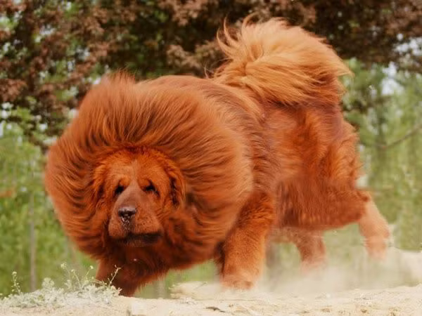 Theo bác sĩ Cung, dây thần kinh và cơ bắp của Khang Khang đã bị đứt, ca phẫu thuật kéo dài gần 6 tiếng đồng hồ, các dây thần kinh chính, các cơ, gân và xương bị đứt đã được nối lại, máu lưu thông ở phần chi được cấy lại vẫn tốt nhưng vẫn cần theo dõi thêm tại phòng chăm sóc đặc biệt.