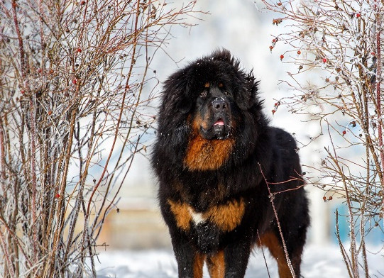 Khi đến bệnh viện, bố mẹ của bé trai vô cùng hoảng sợ, cho biết bé bị con chó ngao Tây Tạng mà gia đình nuôi cắn.