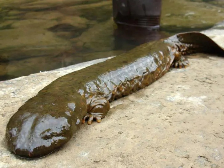 Câu chuyện được truyền thông đăng tải, đa số mọi người đều cho rằng việc này thực sự rất kỳ quái. Một số người bình luận: "Nửa đêm có tiếng khóc như trẻ con phát ra từ nhà vệ sinh...Nếu có ở đó thì tôi sẽ ngất xỉu khi cái đuôi thò ra", "Con kỳ nhông khổng lồ sao lại mắc kẹt trong cống, có khả năng tự khoan ống hay sao, quá kỳ quái"...