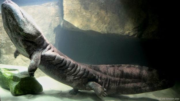 "Khi tôi mở nắp liền nhìn thấy bên trong có một con kỳ nhông khổng lồ. Không biết bằng cách nào đó, nó đã lọt vào được nhà vệ sinh, vẫn còn sống và cố gắng di chuyển", anh Văn nói.