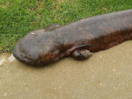 Theo anh Văn, đây là lần đầu tiên anh gặp loài kỳ nhông này, có lẽ nó được nuôi nhân tạo, nặng khoảng 2,5 kg - 3 kg.