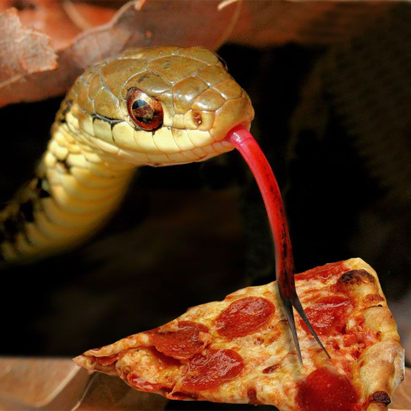 Họ cũng cho rằng, văn hóa của các nước khác nhau và người Hong Kong quả thực có thói quen ăn thịt rắn.