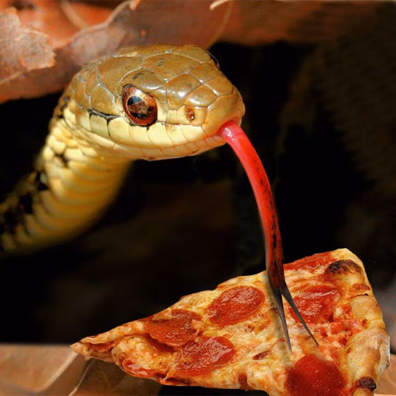 Họ cũng cho rằng, văn hóa của các nước khác nhau và người Hong Kong quả thực có thói quen ăn thịt rắn.