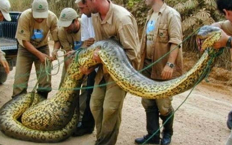 Theo phân tích của cảnh sát, cách duy nhất để giải cứu bé trai là giết chết con trăn.