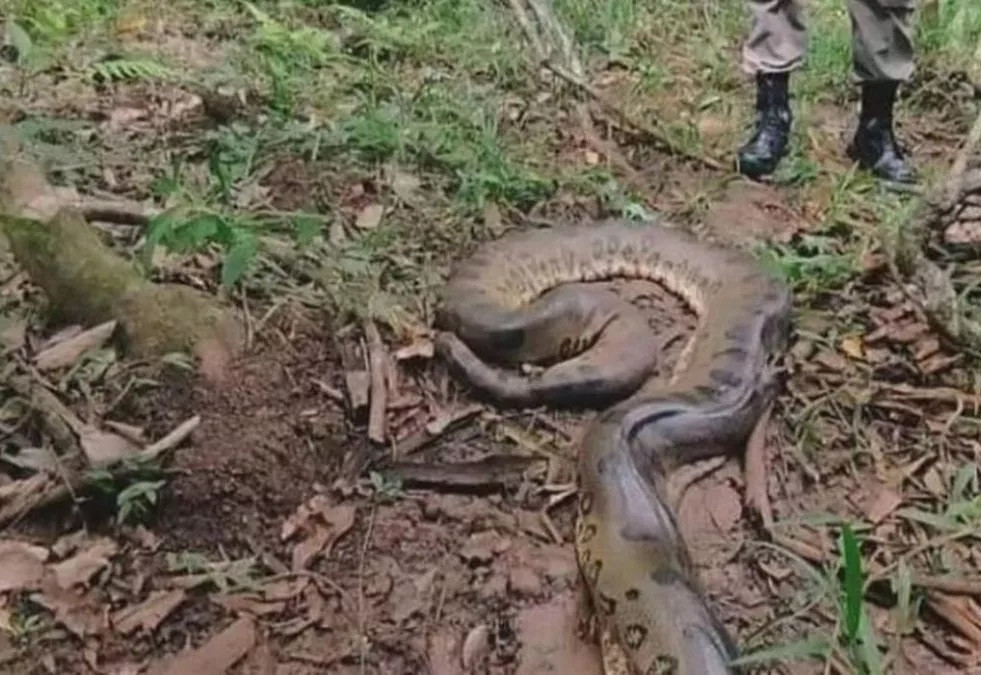 Cách đây vài ngày, một cặp vợ chồng người Brazil vì không nhờ được ai trông con nên đã đưa cậu con trai 2 tuổi ra ngoài làm việc cùng. Trong lúc làm việc, hai vợ chồng để bé trai chơi một mình ngoài bờ sông.