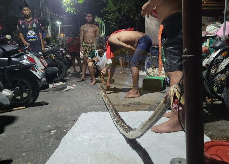 Báo cáo cũng chỉ ra rằng gần nơi xảy ra vụ việc có một khu rừng và các ngôi nhà chỉ được ngăn cách với khu rừng bằng hàng rào tôn đơn giản.