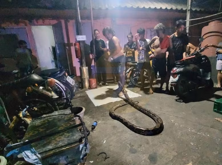 Sau sự việc, người dân sống quanh khu vực này không khỏi choáng váng. Nhiều người cho biết, con trăn này thực sự rất lớn, hoàn toàn có thể nuốt chửng vật nuôi và trẻ em.