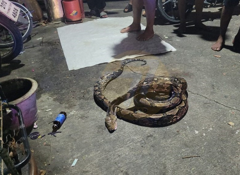 Sau khi con trăn khổng lồ chết, mọi người mới gỡ được nó ra khỏi chân người đàn ông và gọi cho các đơn vị liên quan.