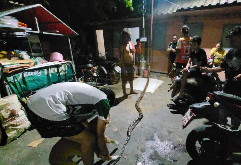 Khi người dân gần đó nghe thấy tiếng kêu của người đàn ông, họ chạy đến giúp đỡ và dùng gậy gỗ đánh mạnh vào con trăn, mãi cho đến khi nó tắt thở.