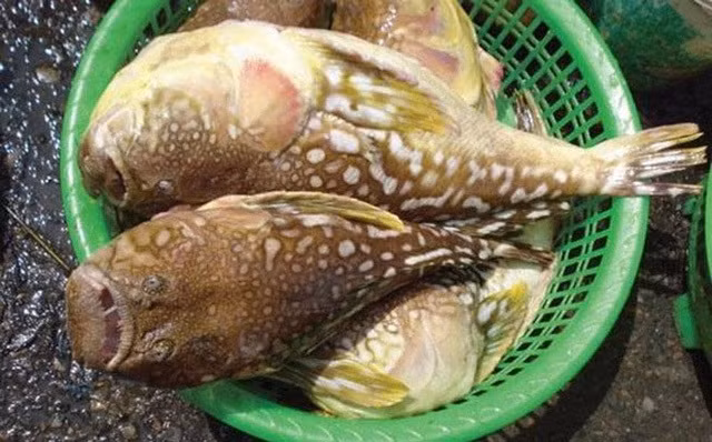 Dac san ca dui ga 1 nang Nghe An lam gia tu ca noc: Su that kinh hoang?-Hinh-2