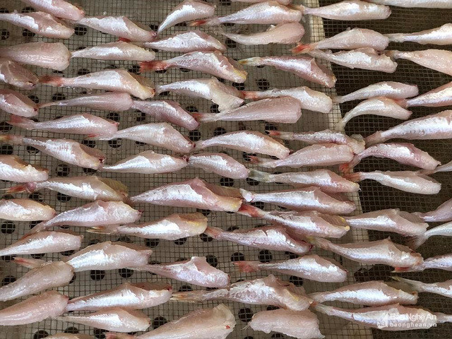 Dac san ca dui ga 1 nang Nghe An lam gia tu ca noc: Su that kinh hoang?-Hinh-4