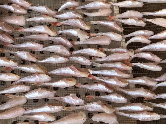 Dac san ca dui ga 1 nang Nghe An lam gia tu ca noc: Su that kinh hoang?-Hinh-4