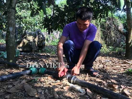 Song noi heo hut nhung giau kech xu nho trong 2ha xoai “khong lo