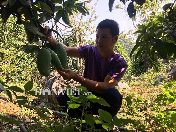 Song noi heo hut nhung giau kech xu nho trong 2ha xoai “khong lo