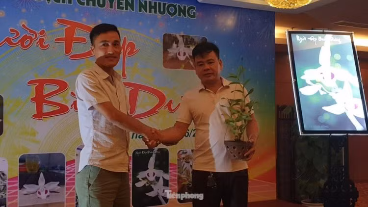 Ông Đặng Quang Thành, Phó Chủ tịch Hội hoa lan Thái Bình cho biết, việc đặt tên của các bông hoa phi điệp đột biến thường do các cá nhân phát hiện, sở hữu đặt tên riêng để phân biệt sự khác nhau cho kết cấu bông hoa và màu sắc của nó. Ảnh: VOV