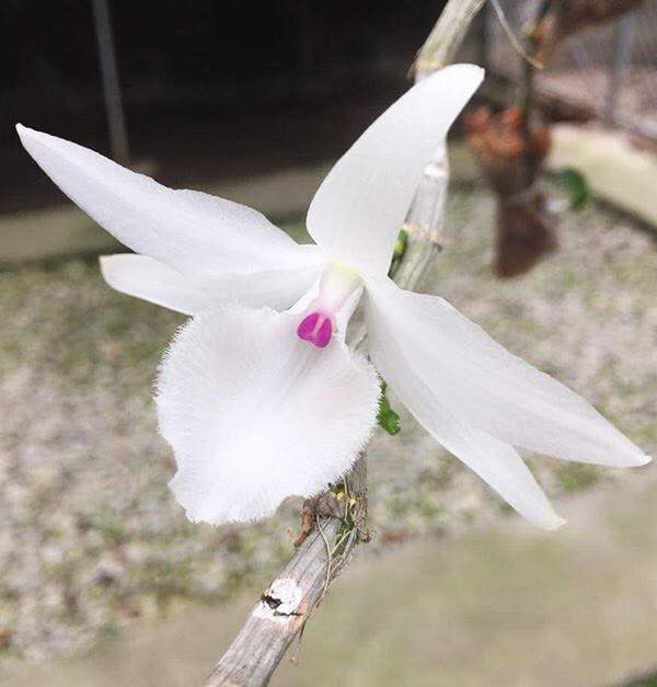 "Người đẹp Bình Dương" - giò lan bé xíu, siêu hiếm, giá bằng biệt thự hạng sang - Hình 6 Cách đây không lâu, giò lan giã hạc đột biến 5 cánh trắng này cũng được một đại gia ở Đà Nẵng bỏ ra 6,8 tỷ đồng để sở hữu. Ảnh: Dân Việt.