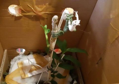 "Người đẹp Bình Dương" - giò lan bé xíu, siêu hiếm, giá bằng biệt thự hạng sang - Hình 7 Cây lan có dáng vẻ độc đáo, khác biệt về màu sắc, hình dạng hoa và độ dày của cánh so với loại lan thông thường. Ảnh: Dân Việt