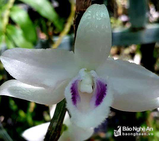 "Người đẹp Bình Dương" - giò lan bé xíu, siêu hiếm, giá bằng biệt thự hạng sang - Hình 9 Trong số các loài lan, phi điệp có giá đắt tiền nhất hiện nay và cũng là loài lan được giới chơi hoa săn lùng nhiều nhất. Trong đó, phi điệp 5ct, hay còn gọi là phi điệp 5 cánh trắng - vốn là một loại lan phi điệp đột biến gen - cực kỳ quý hiếm và có giá trị cao nhất. Ảnh: Báo Nghệ An.