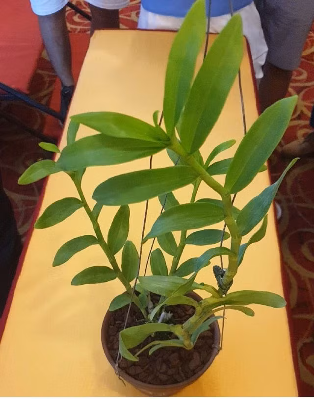 Theo Tiền Phong, vài năm nay, phong trào chơi phong lan phát triển mạnh trên toàn quốc. Trong đó, phong lan đột biến, đặc biệt là phi điệp đột biến được giới chơi lan quan tâm, săn tìm. Chiều 1/6, giò phong lan phi điệp đột biến "siêu hiếm" có tên " Người đẹp Bình Dương" được chuyển giao cho một nhóm người chơi lan ở Thái Bình với giá gần 10 tỷ đồng, gây xôn xao giới chơi lan. Ảnh: VOV