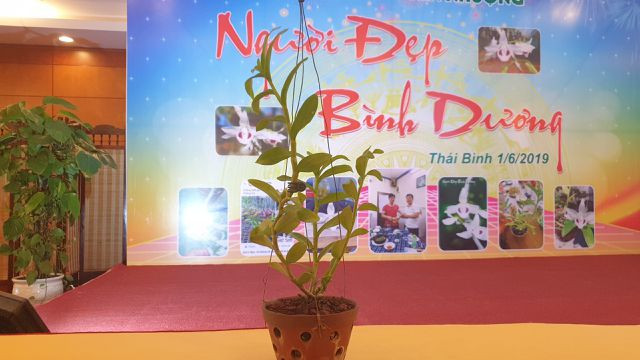 "Người đẹp Bình Dương" - giò lan bé xíu, siêu hiếm, giá bằng biệt thự hạng sang - Hình 4 Giò phong lan "Người đẹp Bình Dương" có đặc điểm: bông hoa có 5 cách hoa trắng muốt dày dặn, mũi trắng (trụ nhụy và bao phấn đều có một màu trắng tinh khiết), lưỡi hoa tương đối tròn đều nhìn như có một lớp nhung tuyết bao phủ, tổng thể cánh và lưỡi hoa tạo ra một khuôn bông đầy đặn, cân đối, hài hòa. Ảnh: VOV